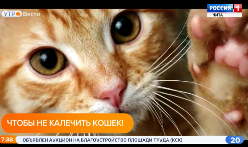 Депутаты Заксобрания края поддержали законопроект белгородских коллег о запрете онихэктомии